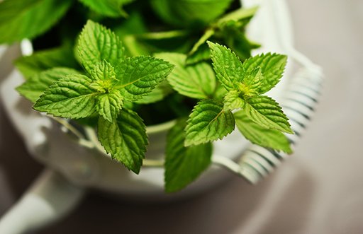 Mint is the king of health and beauty, magical benefits