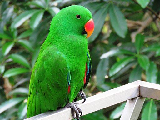 Learn amazing facts about parrot - Olpik